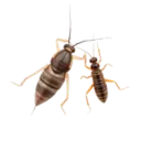 Crawling Pests