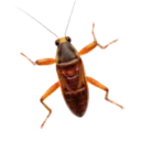House Crickets