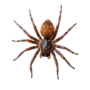 Spiders